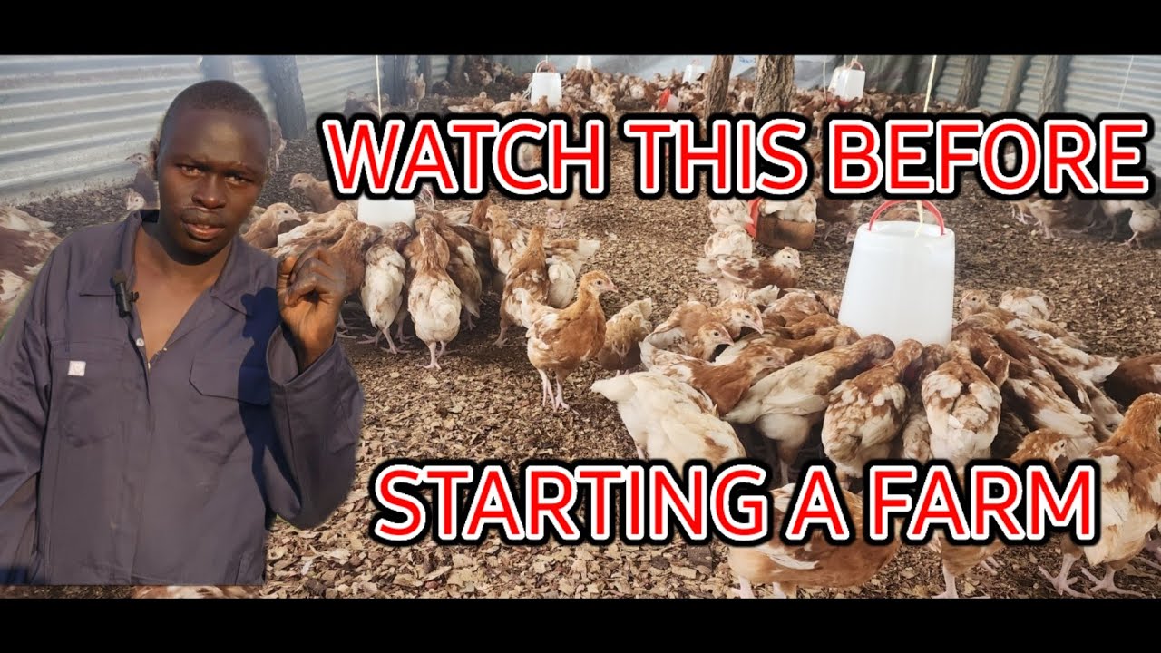 HOW TO START A SUCCESSFUL POULTRY FARM - YouTube