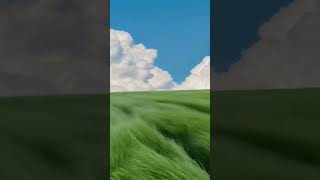 Ai animation #grass #sky