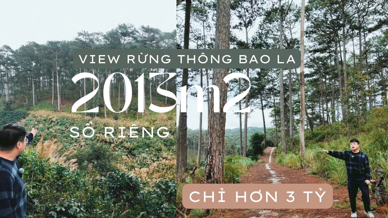 Bán đất view rừng thông Phường Xuân Trường Đà Lạt | Sổ riêng | 2013m² giá chỉ 3,15 tỷ
