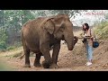 Jungle Animals for Kids  | Learn 40 Wild Animal Names in English and Hindi | जंगली जानवरों के नाम