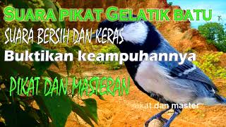 Suara gelatik batu pikat mp3,ampuh durasi panjang.