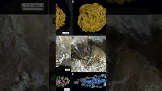 Le piranha du Jurassique #géologie #science #geology #fossil #fossile #paleontology #paléontologie