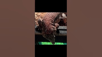 INSANE Looking Tegu! Pink Panther 100% double het 🤯