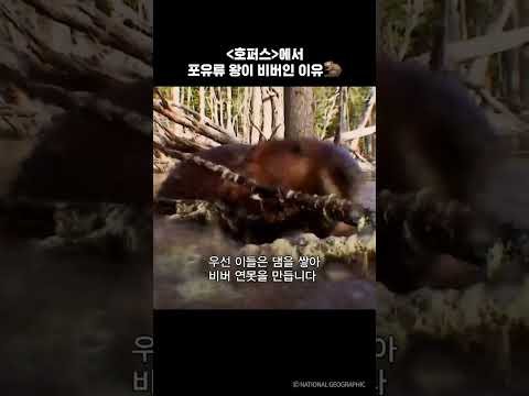 [호퍼스]에서 <strong>포유류</strong> 왕이 비버인 이유🦫