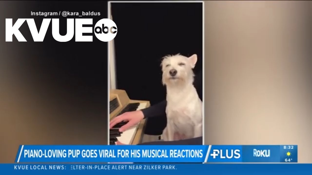 Piano-loving dog goes viral for reactions - YouTube