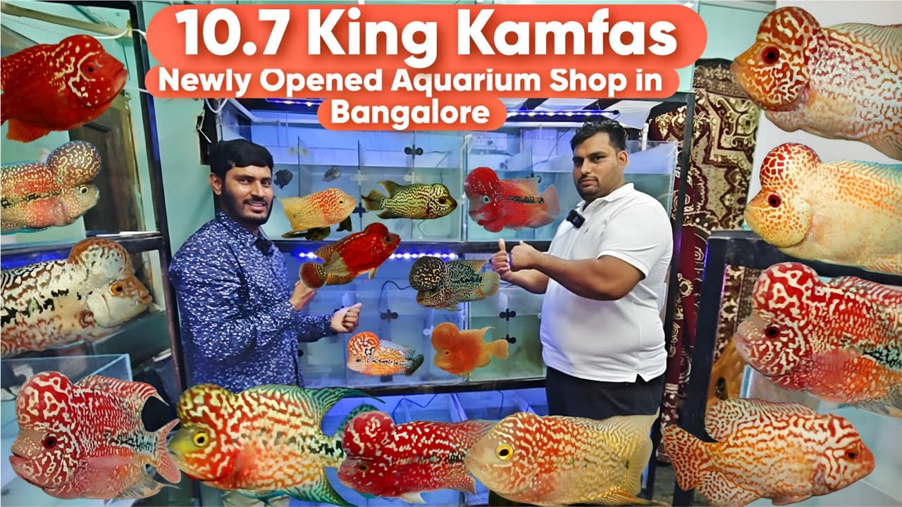 10.7 King Kamfas , imported Kamfa| SRD | Kamfa Fries | Newly Opened Aquarium Shop in Bangalore