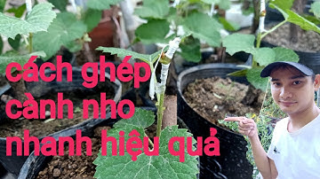 hướng dẫn cách ghép cành cho cây nho  đơn giản nhanh nhất
