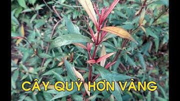 Cây Quý Hơn Vàng, Trồng 1 Khóm Chống Được Vô Số Bệnh | THAODUOC.NET
