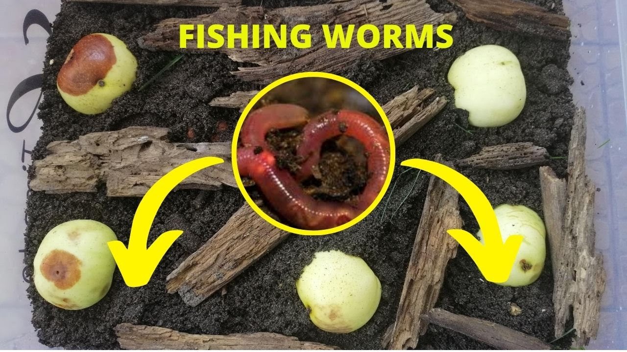 HOW TO MAKE A WORM FARM?? FISHING WORM BREEDING!! OLD SCHOOL OF FISHING / DIY YouTube