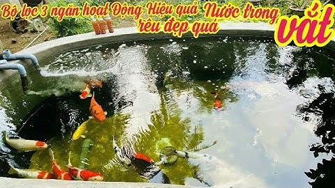 Hồ Cá Koi 5Khối Nuôi Cá F1 Đẹp -Lọc 3 Ngăn Nước Trong Vắt - Beautiful koi pond.Hồ Bạn Tùng Ở Bến Tre
