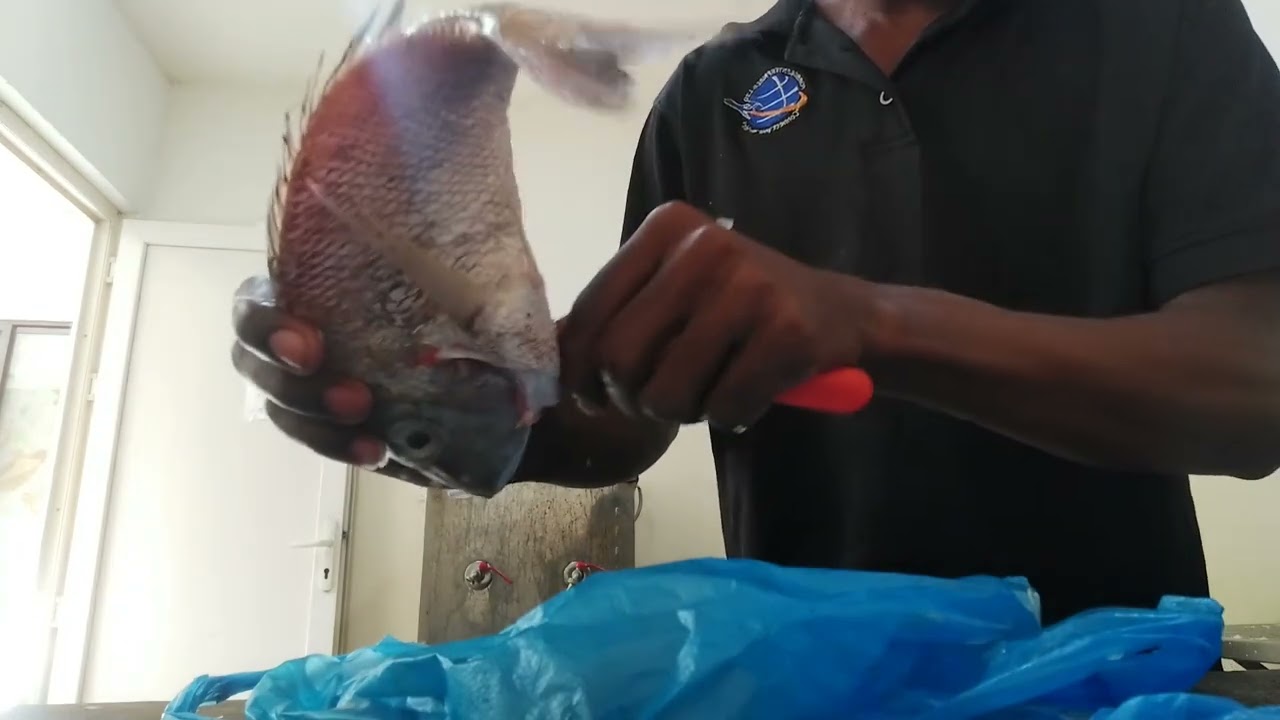 Tilapia fish with human teeth! YouTube