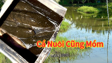 Câu Cá Lóc Tập 08✅ Khu Vực Cần Giuộc