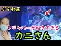 【プチ動画】海水水槽フリッパーが好きすぎるカニ❗️エメラルドグリーンクラブmy coral aquarium MOAMOAちゃんねる