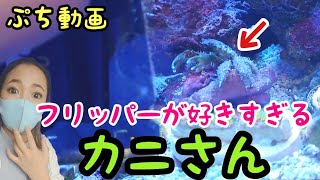 【プチ動画】海水水槽フリッパーが好きすぎるカニ❗️エメラルドグリーンクラブmy coral aquarium MOAMOAちゃんねる