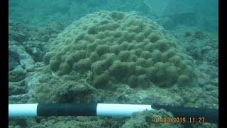 “Other Side of Coral Restoration: Slow Growing Massive Coral Forms and Land-Based Coral Nurseries”