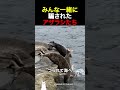 みんな一緒に騙されたアザラシたち