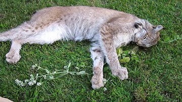 Max Canada Lynx Catnip Enrichment