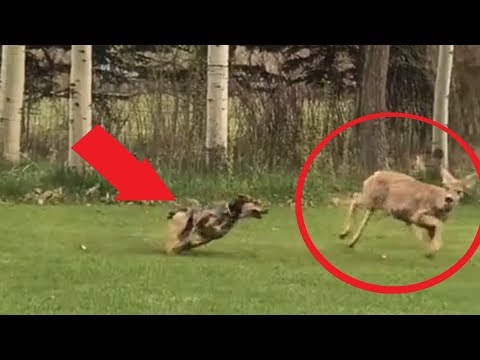 Neighborhood Dogs kill Deer
