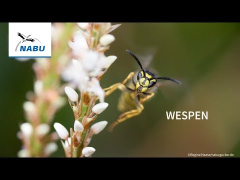 Video: Wespen Im Garten: Helfer Oder Feinde