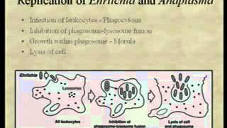 Bacteriology13.flv