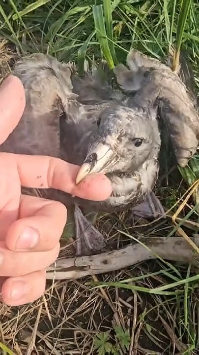 Агрессивная чайка #чайки #чайка #мирживотных #охота #сахалин #nature # ...