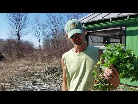 Видео: Та сармистай гичийн зэрлэг ургамлыг идэж болох уу: Сармисны гичийг идэж болох талаар мэдэж аваарай