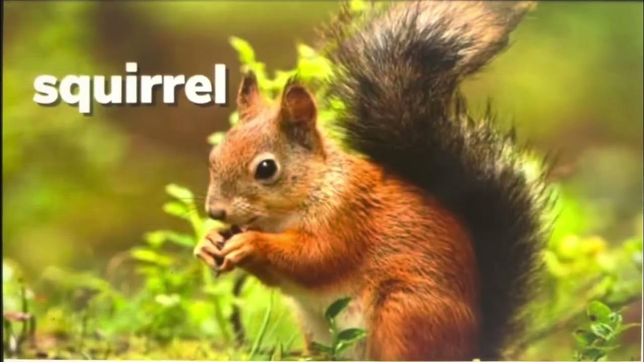 Baby Einstein Animal Sound Effects Squirrel Chattering Animal 08 YouTube teeth-chattering-sound-effects-youtube