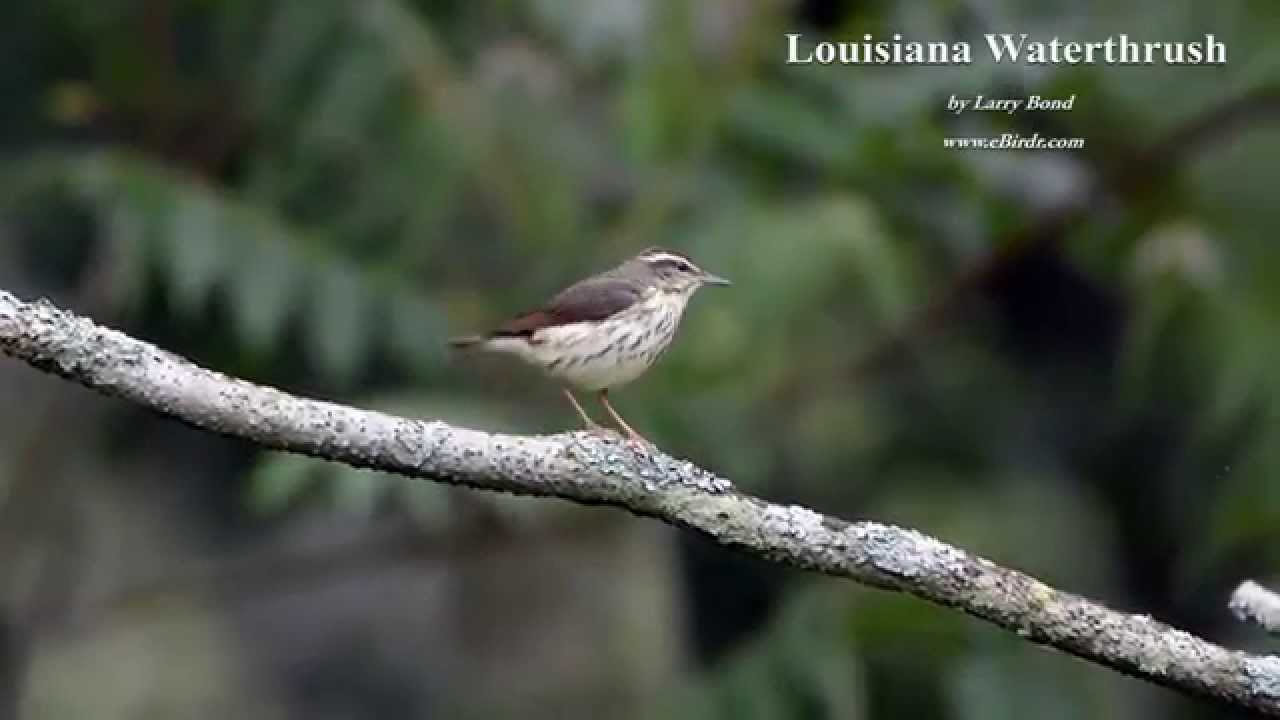 Louisiana Waterthrush