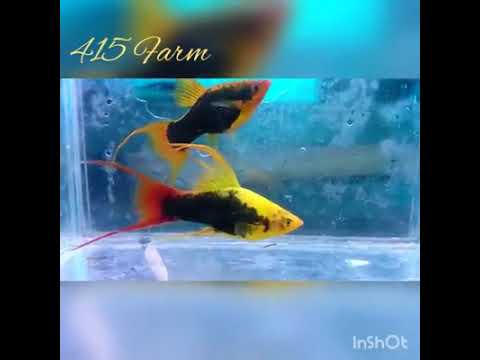 اسماك السوردتيل ذات الالوان الرائعة 