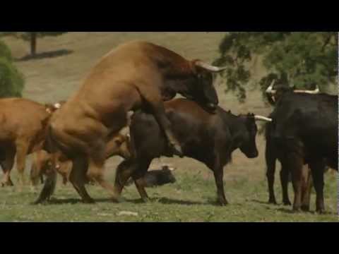 El sexo de los toros / The sex of the bulls