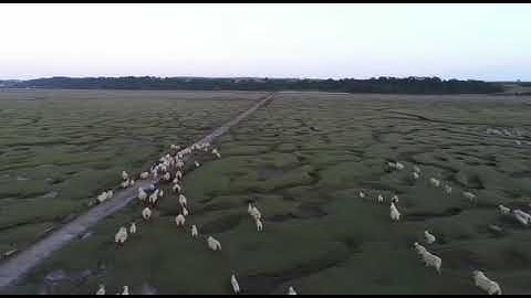 Gower Salt Marsh Lamb Return Home at Dusk