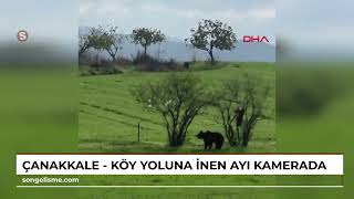 Çanakkale - Köy yoluna inen ayı kamerada