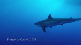 Measuring Great White Sharks with Twin Lasers- Ocean First Institute