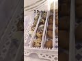 Dzień trzeci czekania na małe przepiureczki
