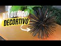 DIY - OURIÇO DECORATIVO BARATO (DECORAÇÃO CARA DE LOJA)