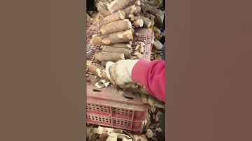 techniques and skills for peeling cassava without modern tools #shorts