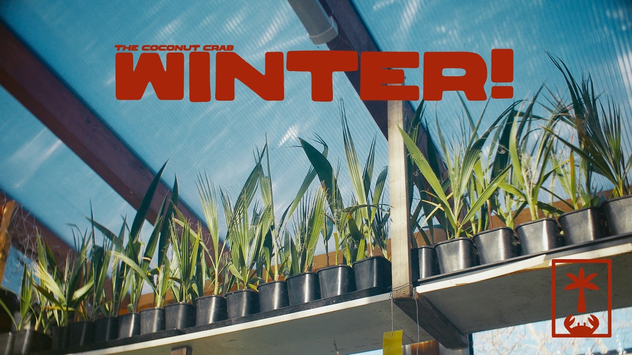 December Palm Updates (Washingtonia, Brahea, Livistona & More!)🌴❄️