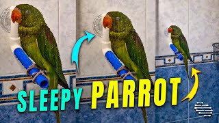 Parrot Falling Asleep While Taking a Shower