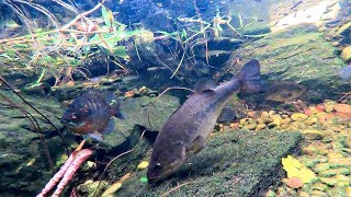 My Pet Bass are Spawning! (Part 2)