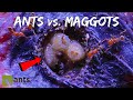 Fire Ants Take on a Swarm of Maggots | WARNING: Extremely Gross Footage (Halloween Special Pt. 1)