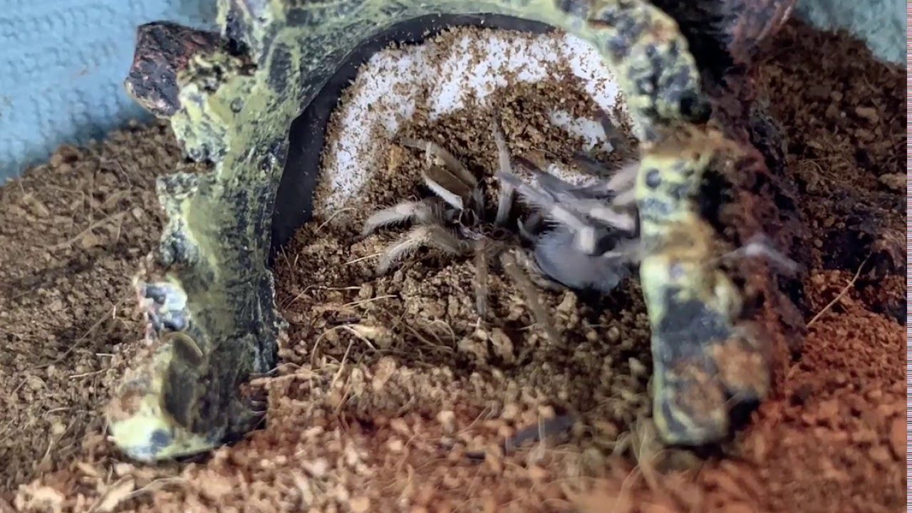Juvenile Mexican Red Knee Tarantula Molting Time Lapse || ViralHog