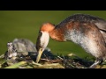Red-necked Grebe chick