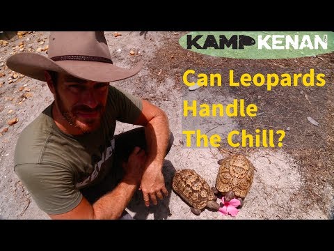 Can Leopard Tortoises