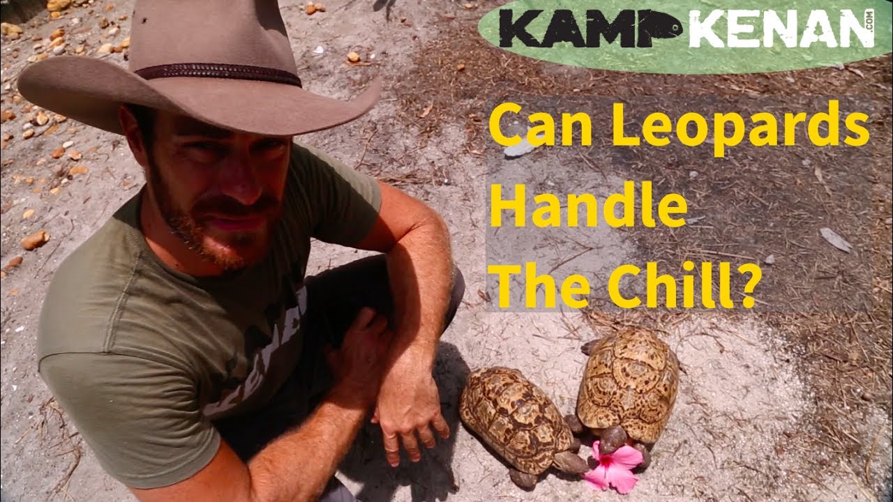 Can Leopard Tortoises live in the Cold? YouTube