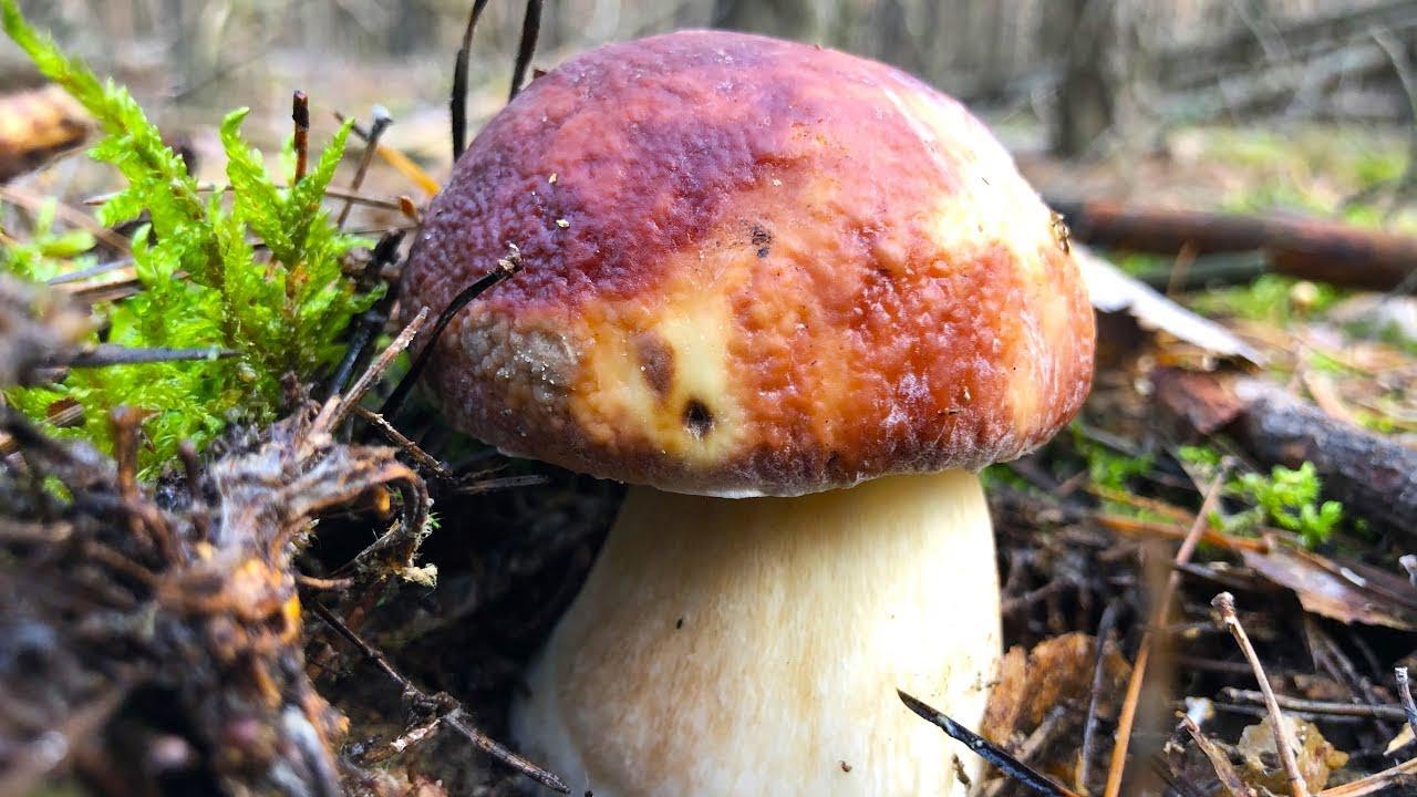 Hier wimmelt es nur so vor Pilzen! Hier war garantiert noch kein Pilzsammler unterwegs!