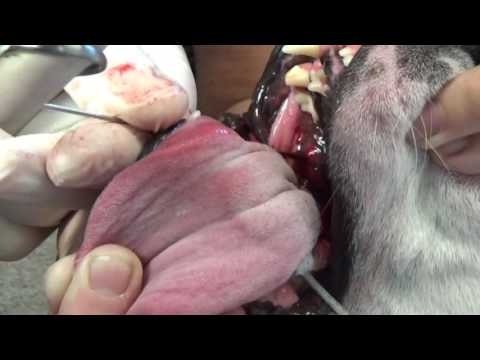 Video: Face Nerve Paralysis In Dogs