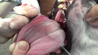 Facial Paralysis From Ear Infection in a French Bulldog by Greg Martinez DVM 33,593 views 7 years ago 6 minutes, 39 seconds