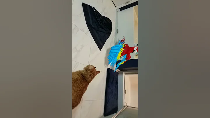 Leo & the Parrott