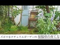 ズボラなナチュラルガーデンの宿根草の育て方