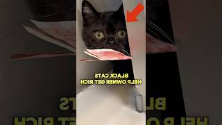 Чёрные коты самые умные #shorts